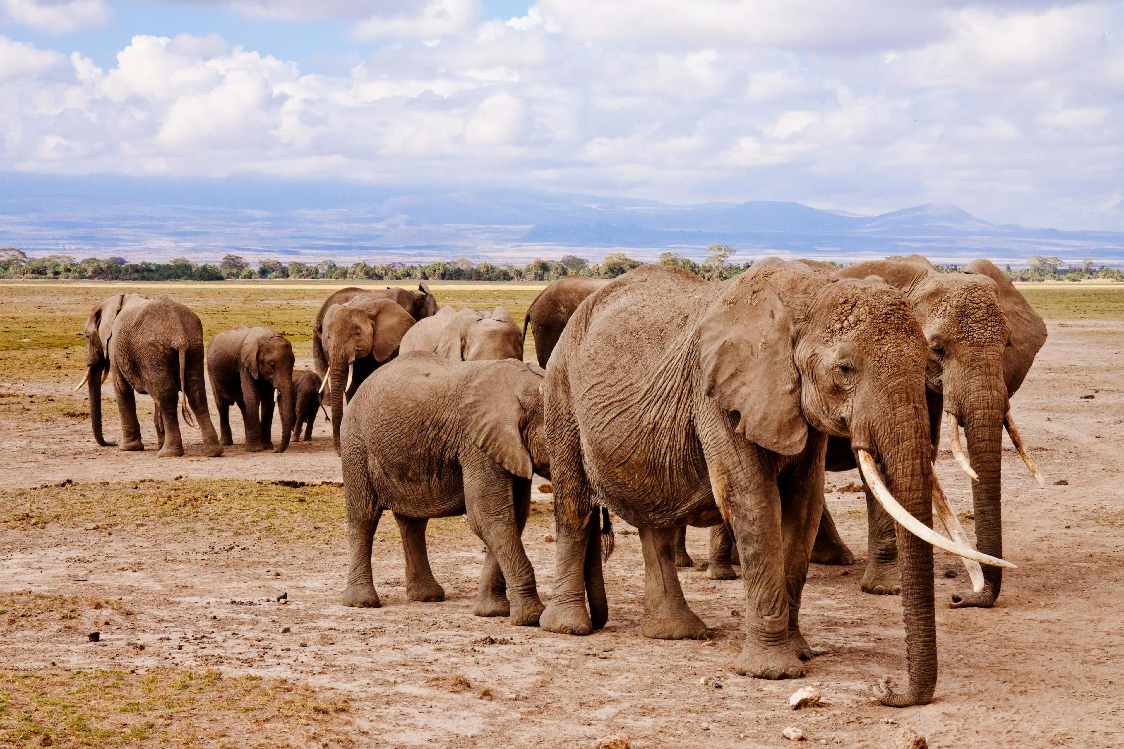 Amboseli Elephant Paradise