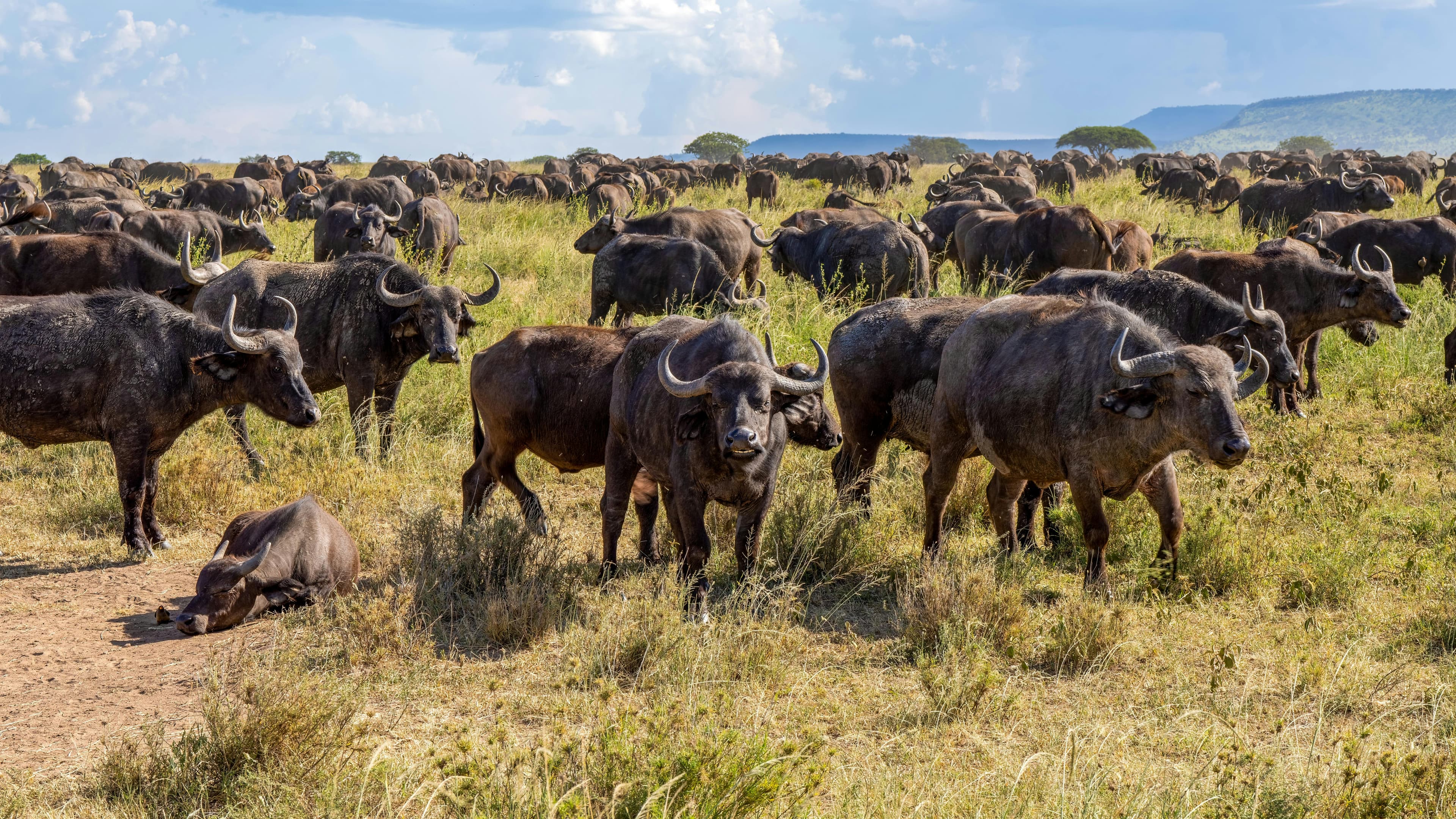 Maasai Mara Great Migration